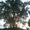 Silver Maple