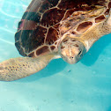 Green Sea Turtle