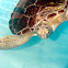 Green Sea Turtle