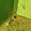 Black Spider