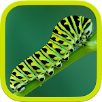 Insects Puzzle Apk