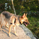 German Shepherd Dog