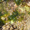 Sea lettuces / Morska salata