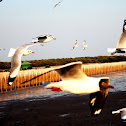Common Gull