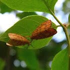 tigermoth