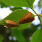 tigermoth