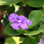 Brunfelsia