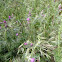 Thistle
