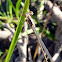 Pond Damselfly