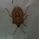 Stink bug