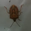 Stink bug