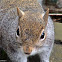 Eastern gray squirrel