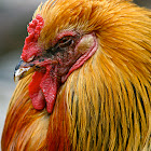 Rooster