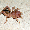 Jerusalem cricket