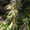 Yellow Plant Thing