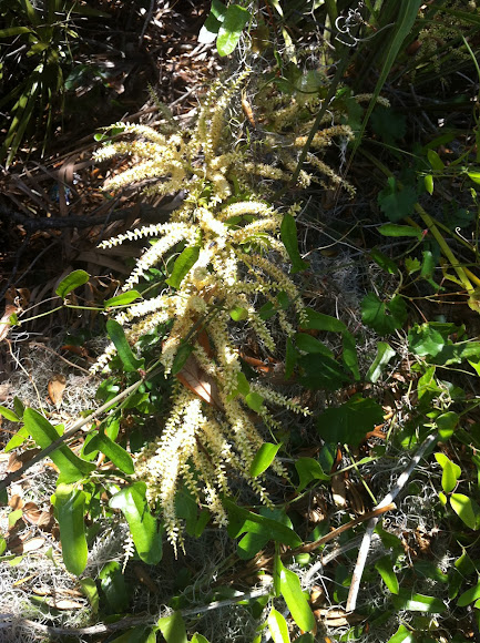 Spotting Image 1
