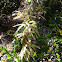 Yellow Plant Thing