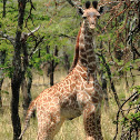 Maasai Giraffe