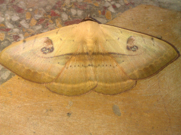 Spotting Image 1