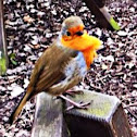 Robin