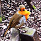 Robin