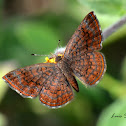 Swamp Metalmark