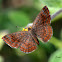 Swamp Metalmark