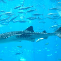 Whale shark