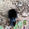 Giant leopard moth chrysalis