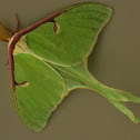 Luna Moth