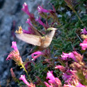 Allen's Hummingbird