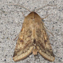 Cotton bollworm