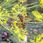 European paper wasp