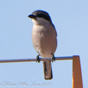 Southern Grey Shrike