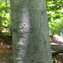 American beech