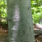 American beech