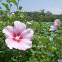 Rose of Sharon
