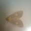 Asota (moth)