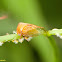 Treehopper