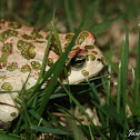 European Green Toad
