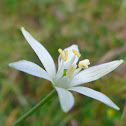 Narbonne Star-of-Bethlehem