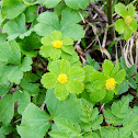 Hacquetia epipactis/Tevje