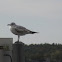 Seagull