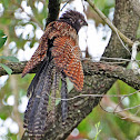 Pheasant Coucal