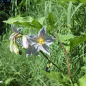 Horse Nettle