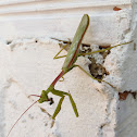 Praying Mantis