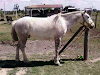 Caballo Overo Azulejo