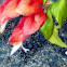 Shrimp Plant