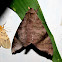 Dull Forest Hawkmoth