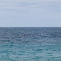 Common Bottlenose Dolphin